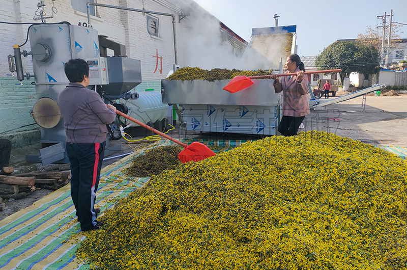 菊花烘干現(xiàn)場(chǎng)